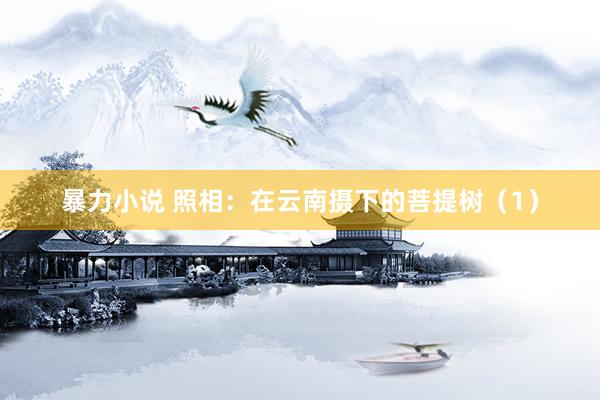 暴力小说 照相：在云南摄下的菩提树（1）